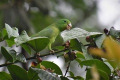 Forpus xanthopterygius