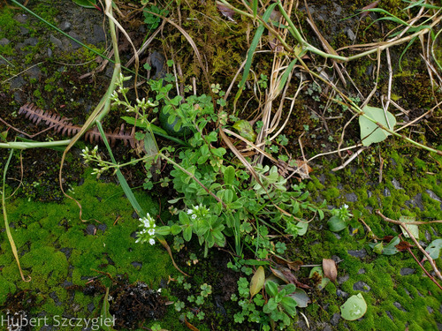 Cerastium glomeratum observed 2022-12-29