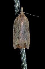 Planotortrix notophaea