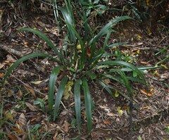Dianella atraxis