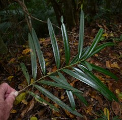 Podocarpus grayae