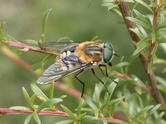 Scaptia auriflua