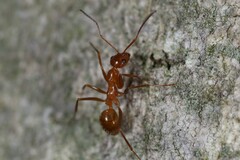 Formica pallidefulva