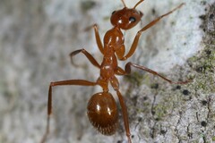 Formica pallidefulva