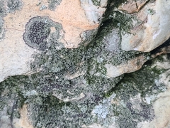 Rinodina