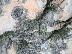 Rinodina