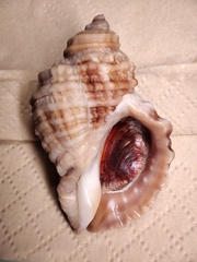 Nucella
