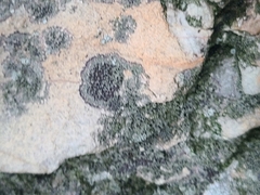 Rinodina