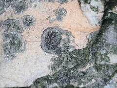 Rinodina