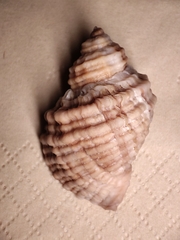 Nucella
