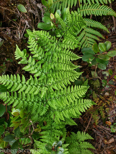 Dryopteris glabra var. nuda