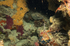 Dunckerocampus dactyliophorus