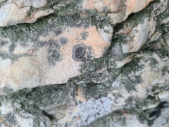 Rinodina
