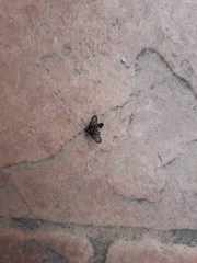 Psichotoe duvaucelii