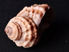 Nucella
