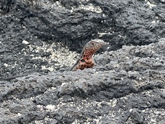 Microlophus albemarlensis