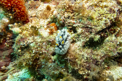 Phyllidia elegans