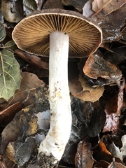 Cortinarius ohlone