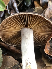 Cortinarius ohlone
