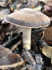 Cortinarius ohlone