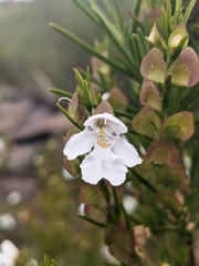Prostanthera nivea