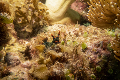 Nembrotha kubaryana