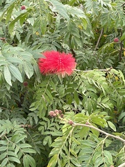 Calliandra haematocephala