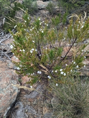 Prostanthera nivea