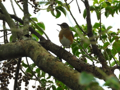 Turdus chrysolaus