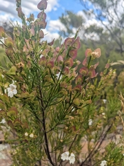 Prostanthera nivea