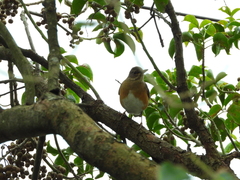 Turdus chrysolaus