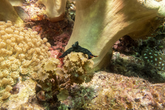 Nembrotha kubaryana