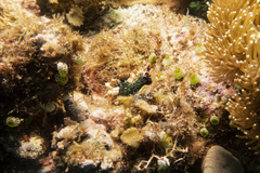 Nembrotha kubaryana