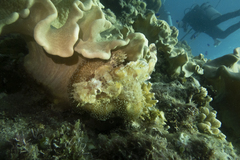 Scorpaenidae
