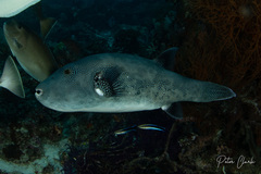 Arothron caeruleopunctatus