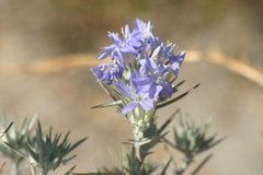Eriastrum densifolium
