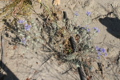 Eriastrum densifolium