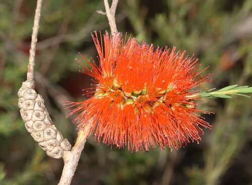Melaleuca lateritia Otto & A.Dietr.
