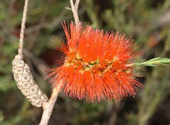 Melaleuca lateritia