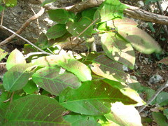Neoshirakia japonica
