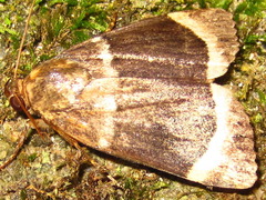 Amphipyra tripartita