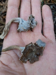 Craterellus sinuosus