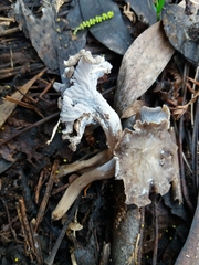 Craterellus sinuosus