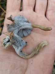 Craterellus sinuosus