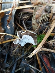 Craterellus sinuosus