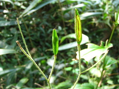 Tricyrtis macropoda
