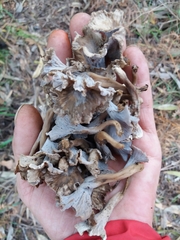 Craterellus sinuosus