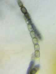 Thuemenella cubispora image
