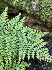 Myriopteris clevelandii