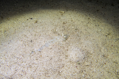 Platycephalidae